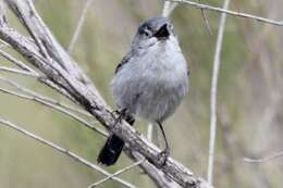 Image of California Gnatcatcher