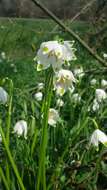 Image of Spring Snowflake