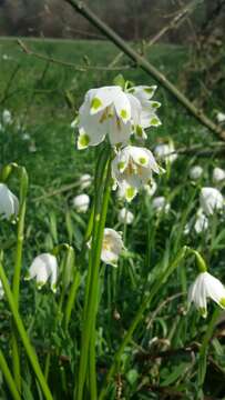 Image of Spring Snowflake