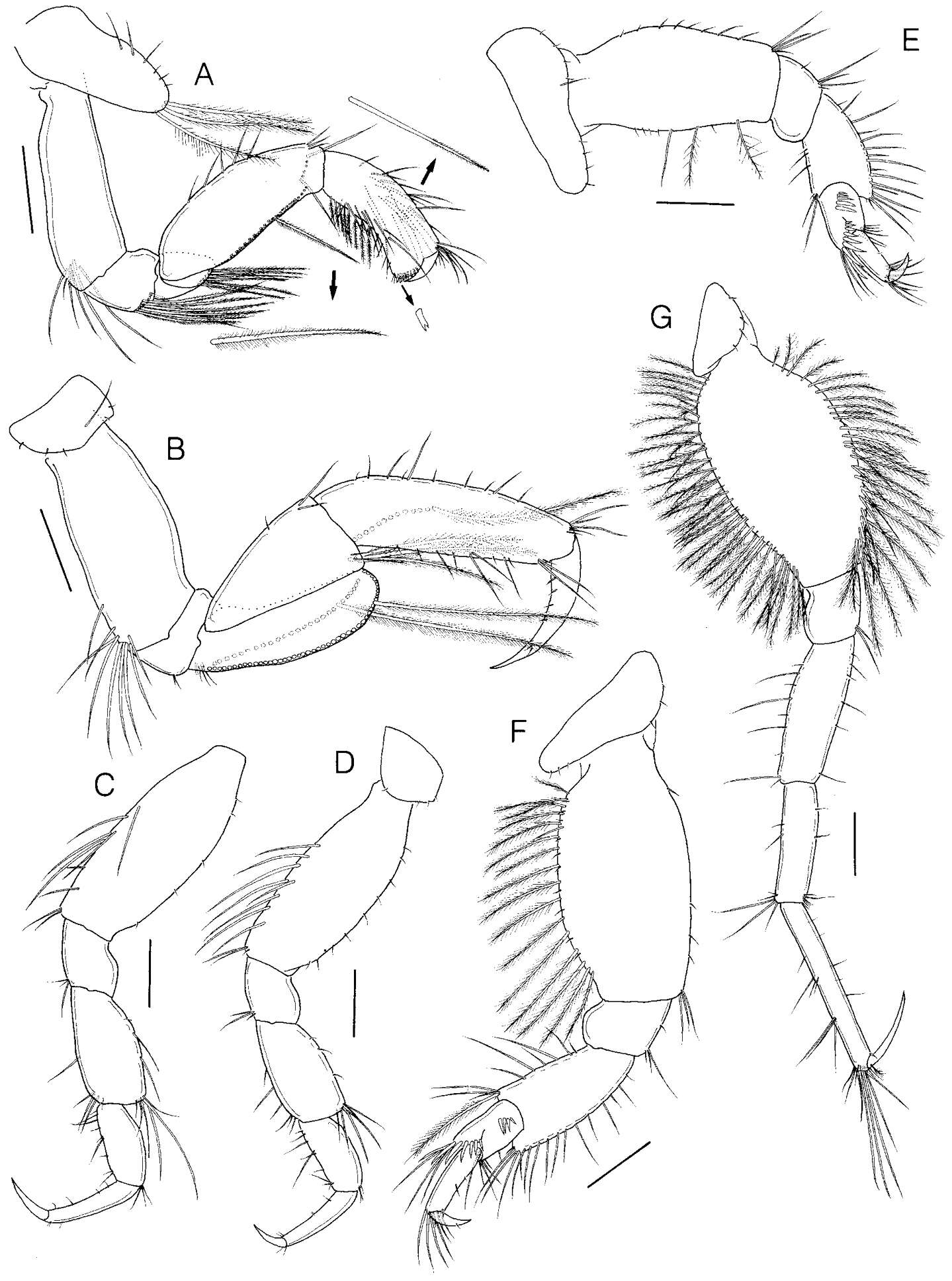 Sivun Sinocorophium hangangense Kim 2012 kuva