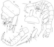 Слика од Sinocorophium hangangense Kim 2012