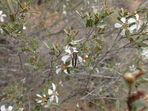 Image of Trichophthalma bivittata (Westwood 1835)