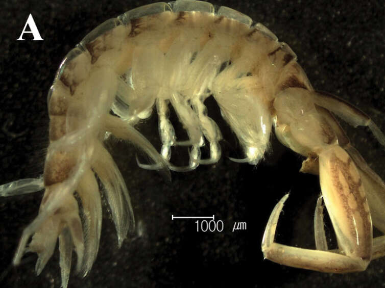 Слика од Sinocorophium Bousfield & Hoover 1997