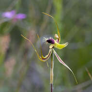 Image of Butterfly orchid