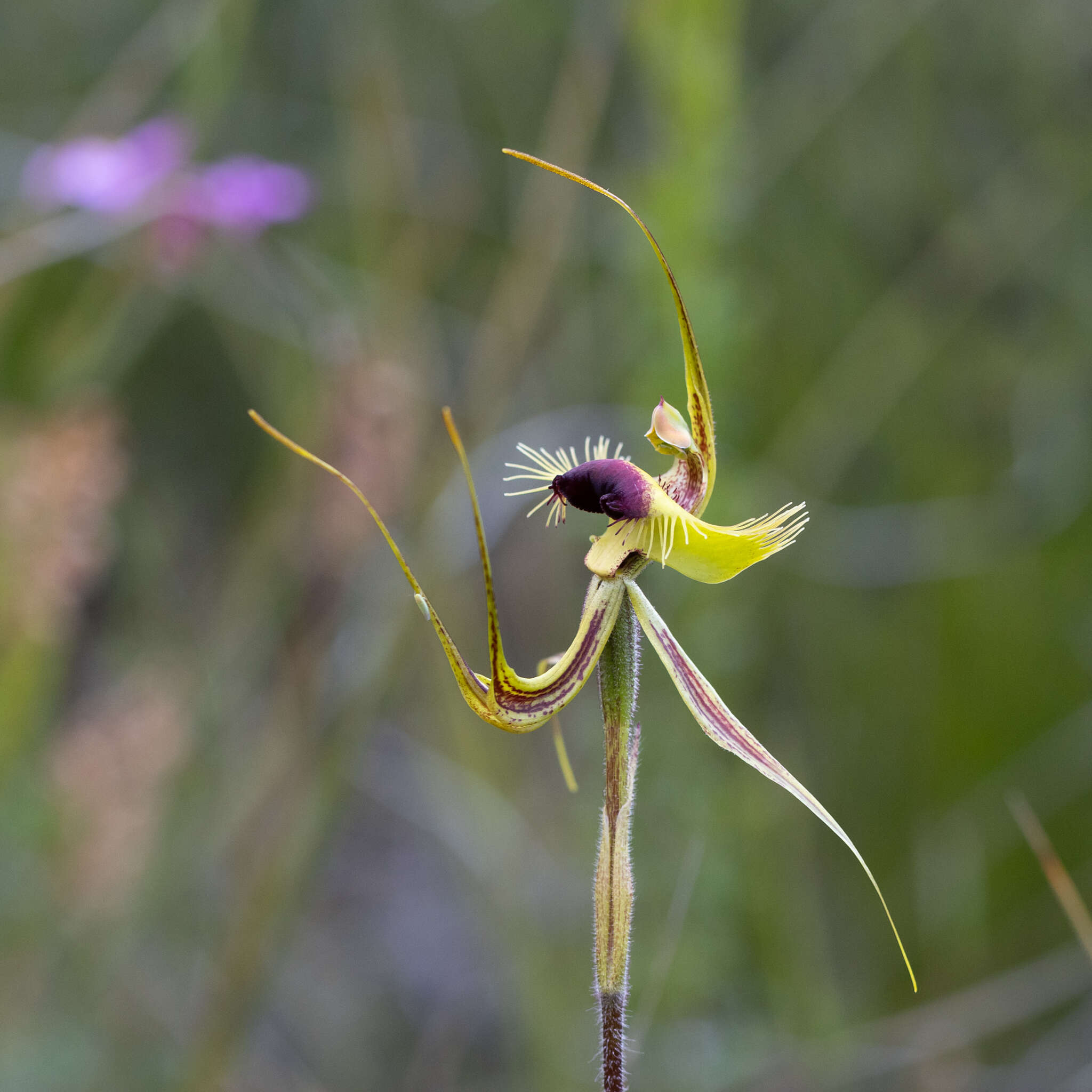 Image of Butterfly orchid