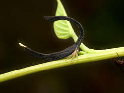 Imagem de Cladonota (Falculifera) apicalis Stål