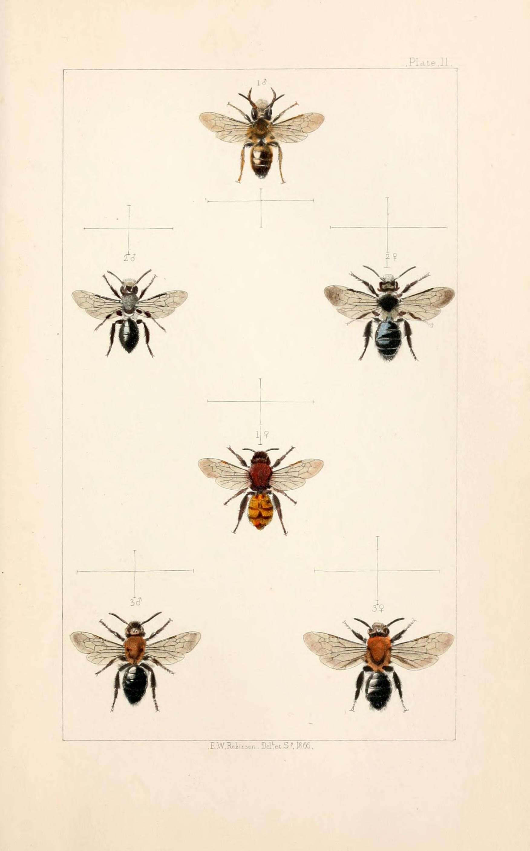 Image of Ashy Mining Bee