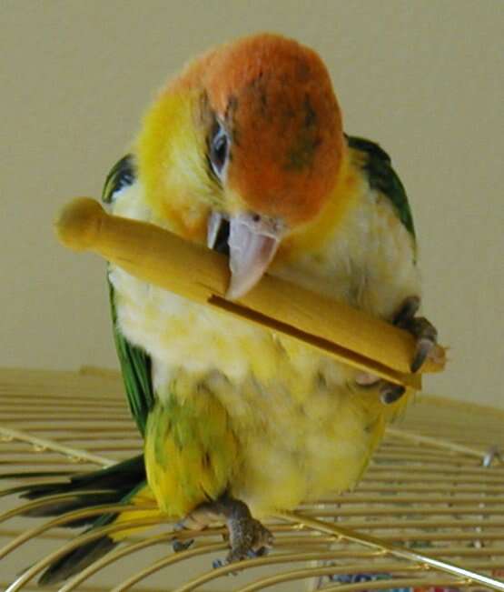 Image of Eastern White-bellied Parrot