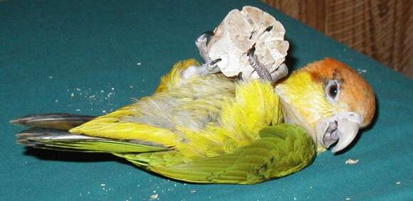 Image of Eastern White-bellied Parrot