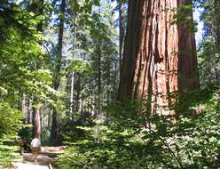 Image of giant sequoia