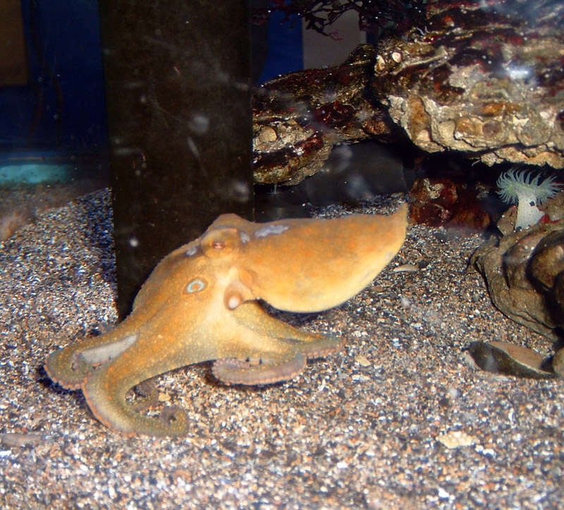 Image of California two-spot octopus