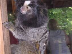 Image of Common Marmoset