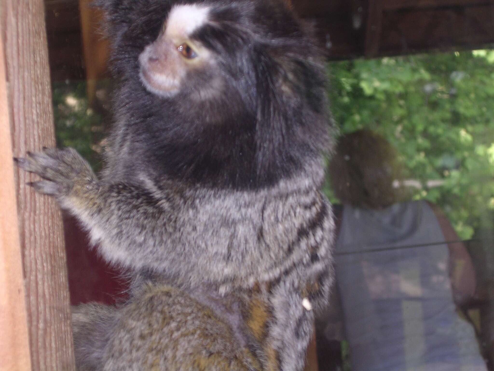 Image de Ouistiti à toupets blancs