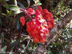 Image of Epidendrum ardens Kraenzl.