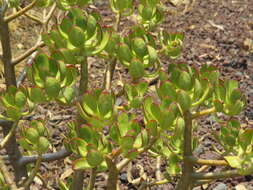 Image of tree stonecrop