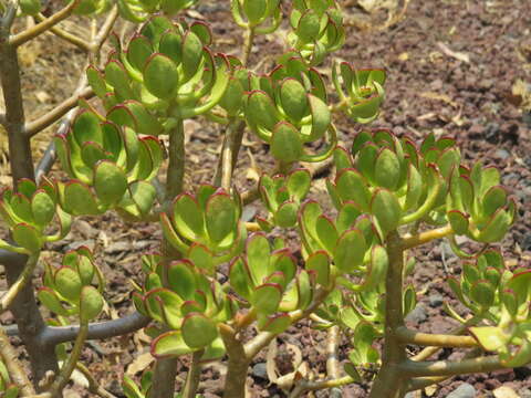 Image of tree stonecrop