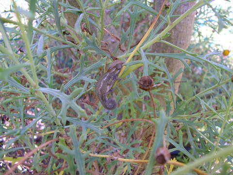 Image of Cape dwarf chameleon