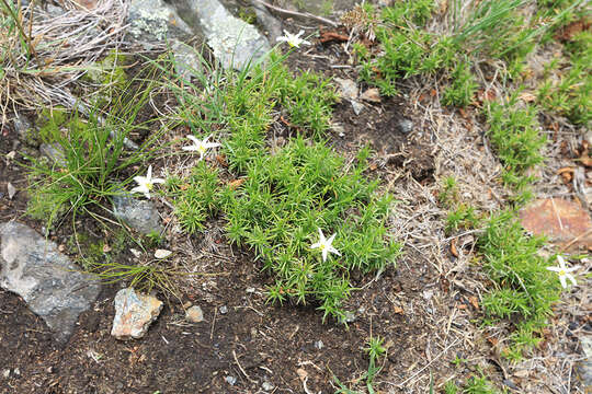 Image of Pseudocherleria laricina (L.) Dillenb. & Kadereit