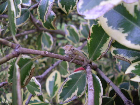 Image of Cape dwarf chameleon