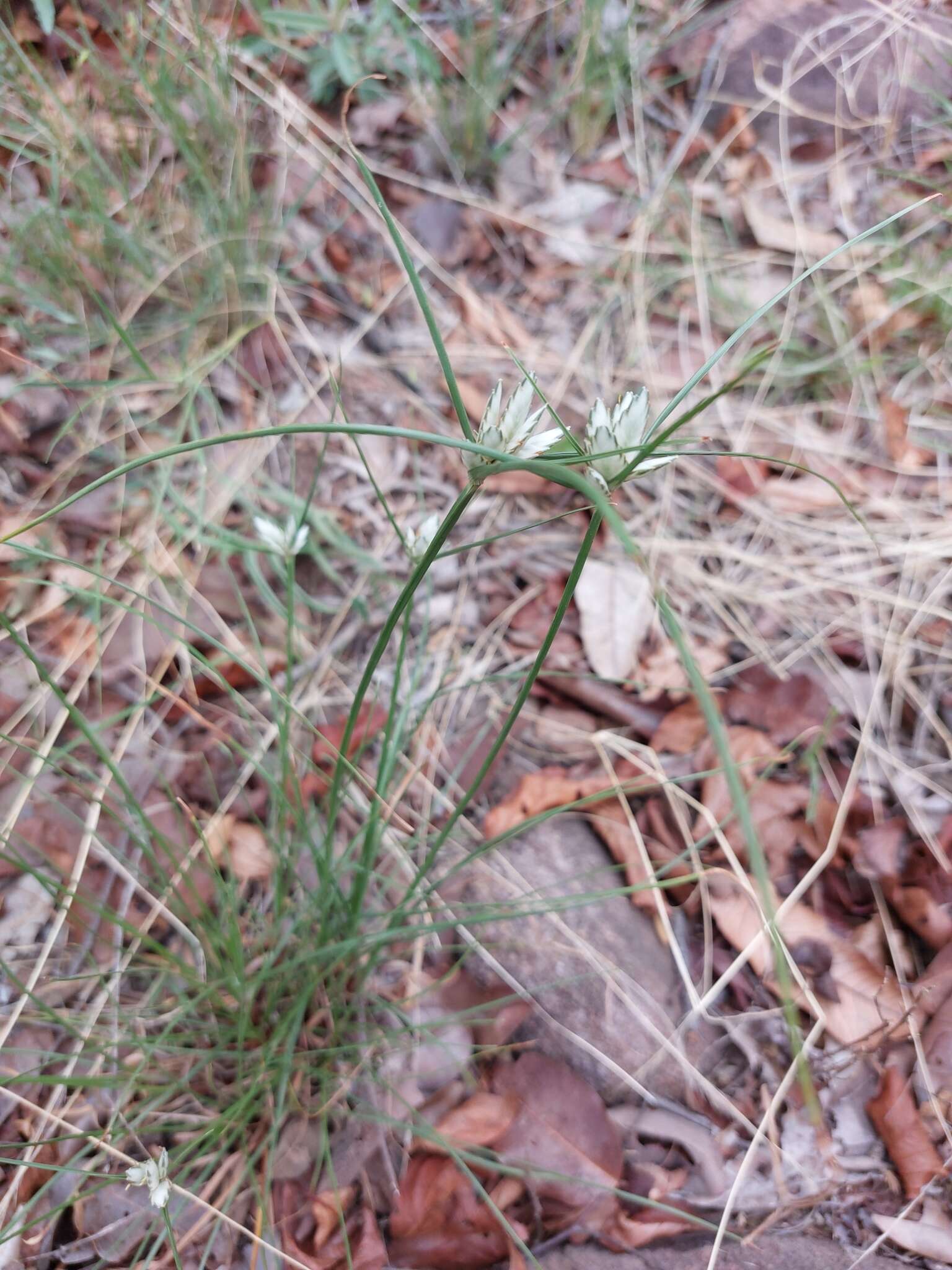 Image of Cyperus margaritaceus Vahl