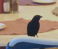 Image of Carib Grackle