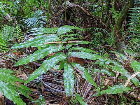 Image of Lattice-Vein Fern