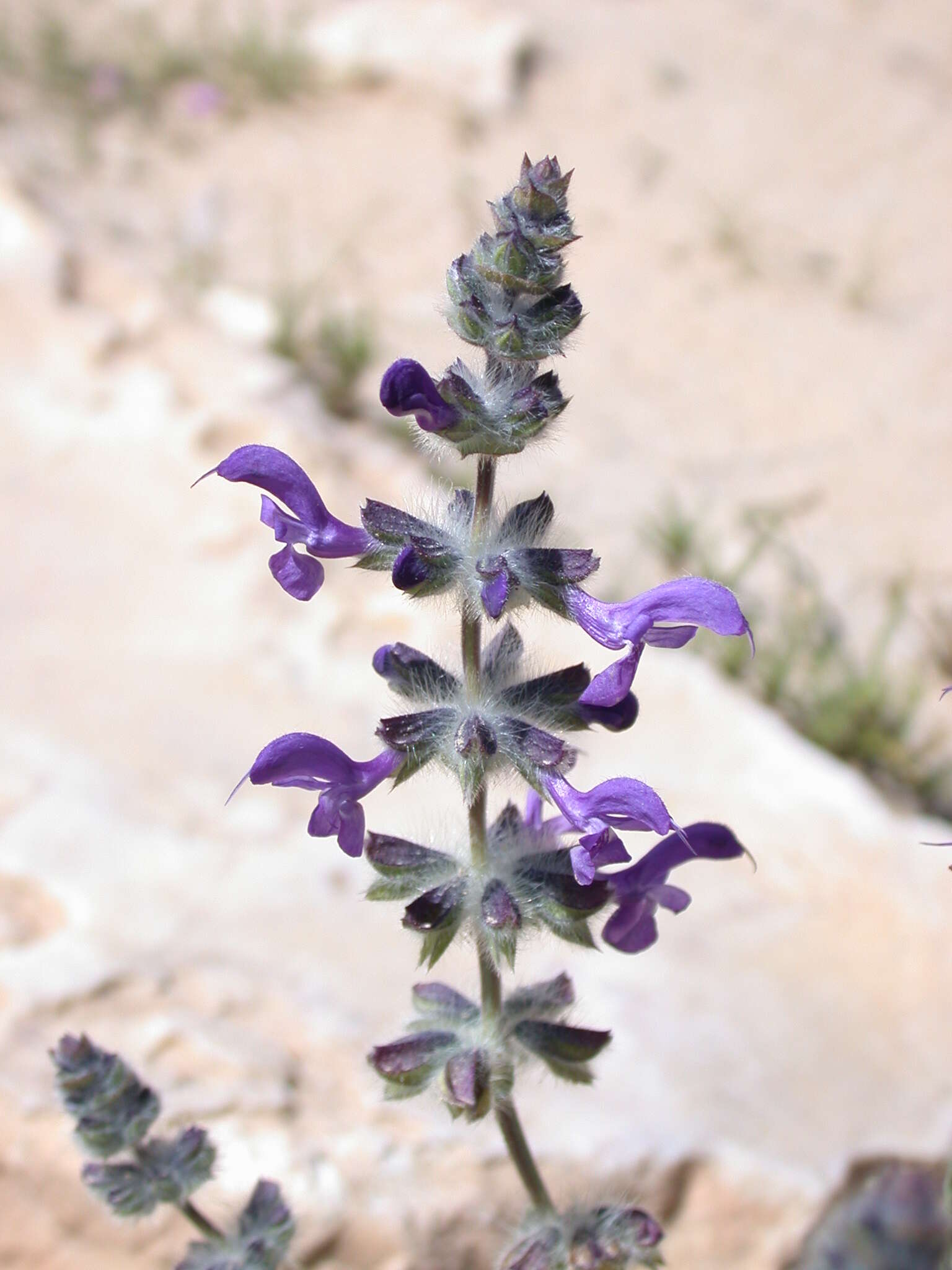 Imagem de Salvia lanigera Poir.