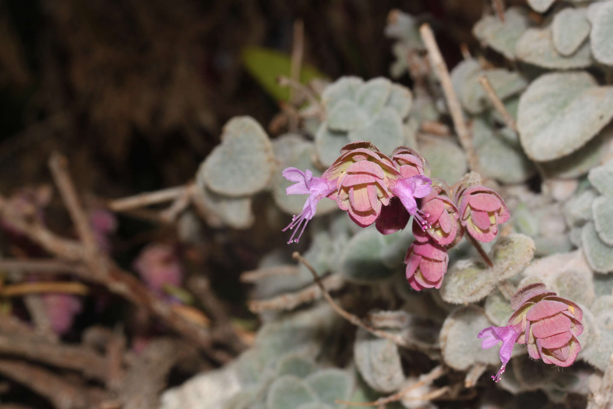 Imagem de Origanum dictamnus L.