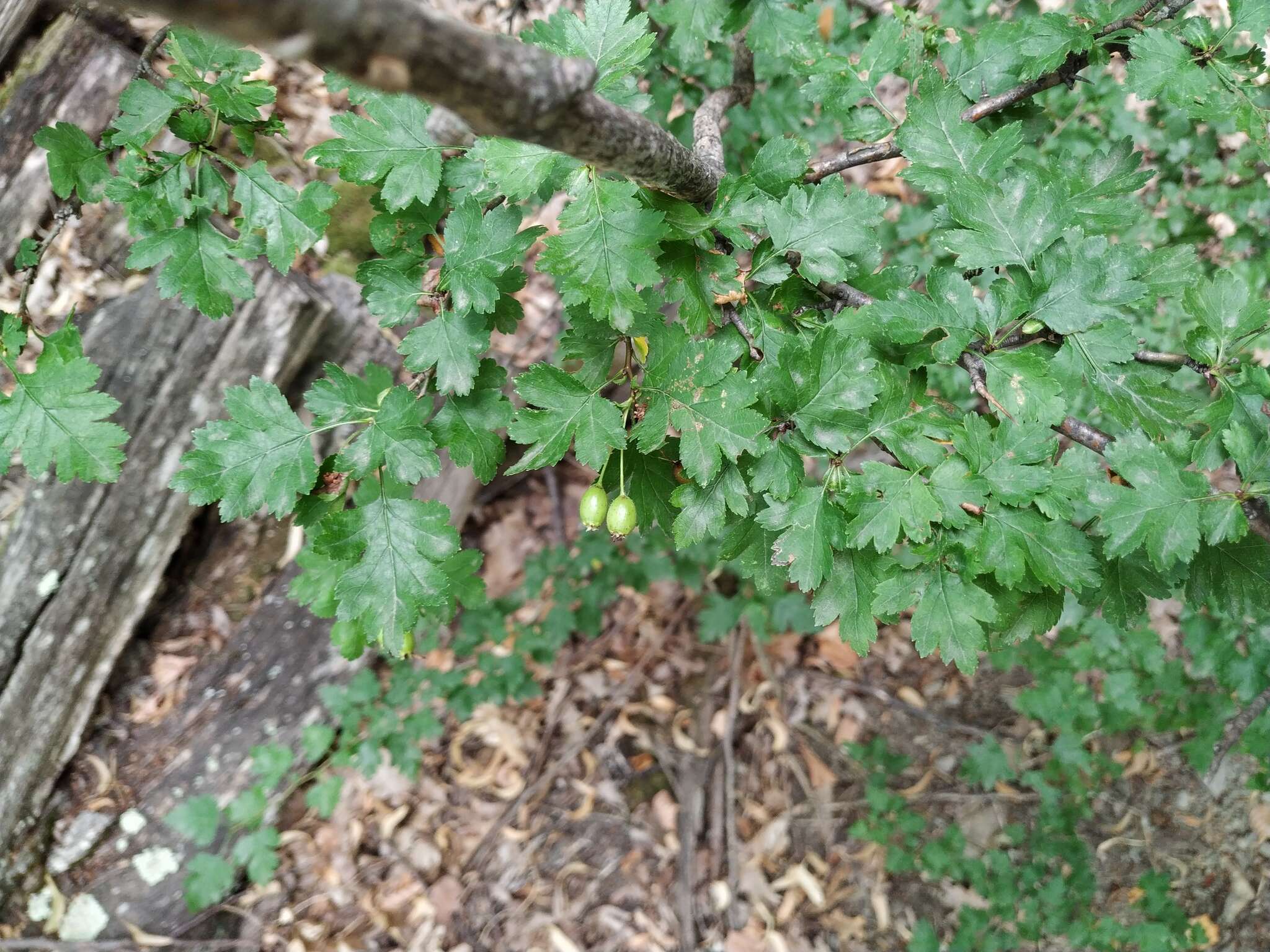 Image of Crataegus microphylla C. Koch