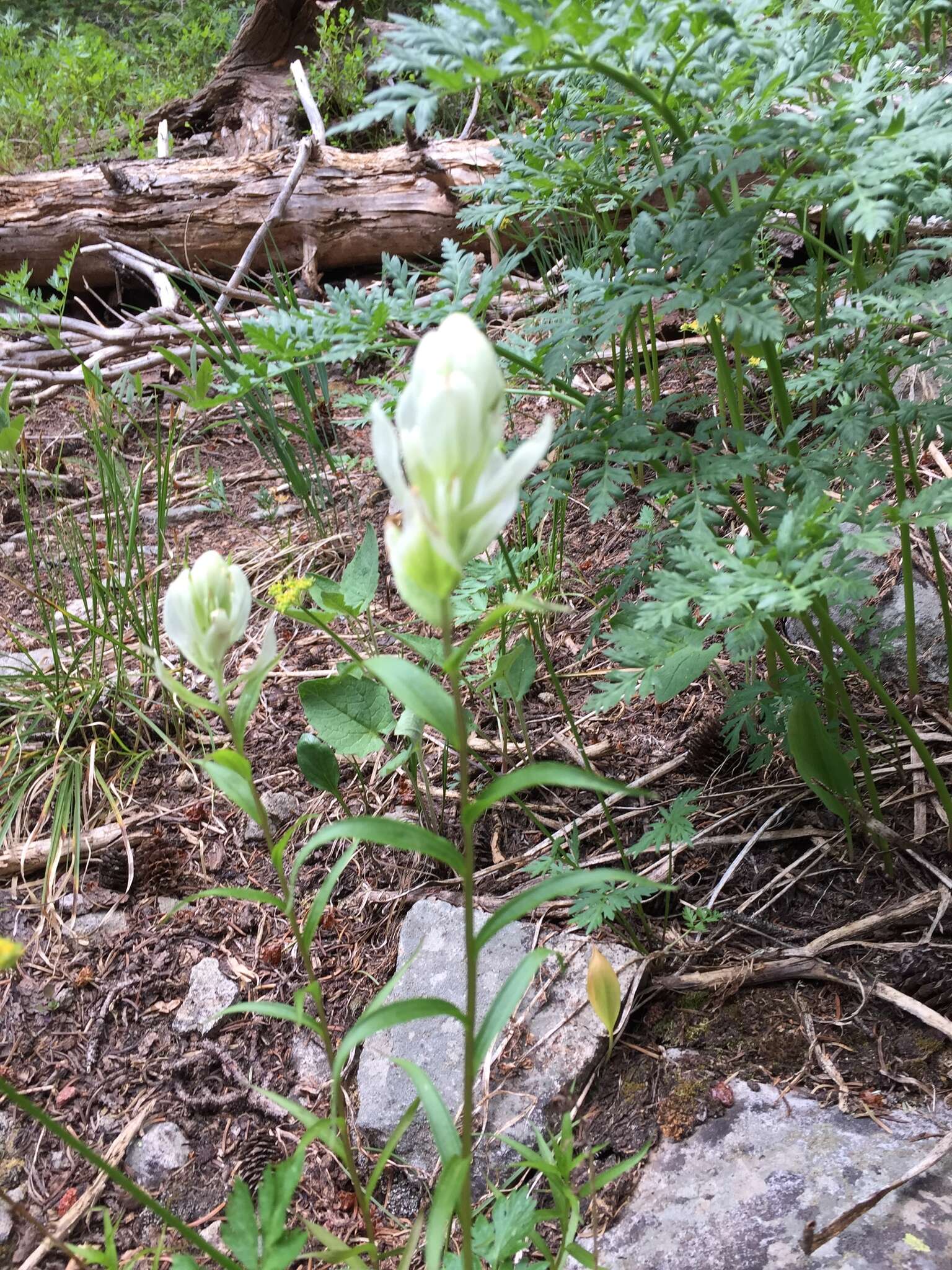 Image of Labrador Indian paintbrush