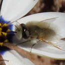 Image of Corsomyza tricellulata Hesse 1938