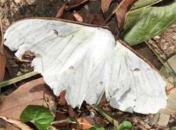 Image of Actias ningpoana Felder & C. 1862