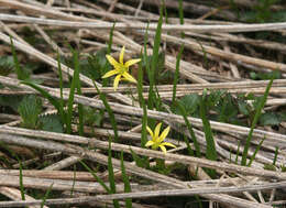 Image of Gagea granulosa Turcz.