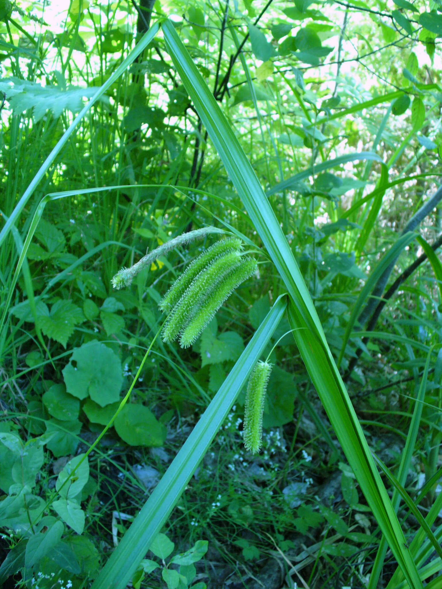 Image of Cyperus Sedge