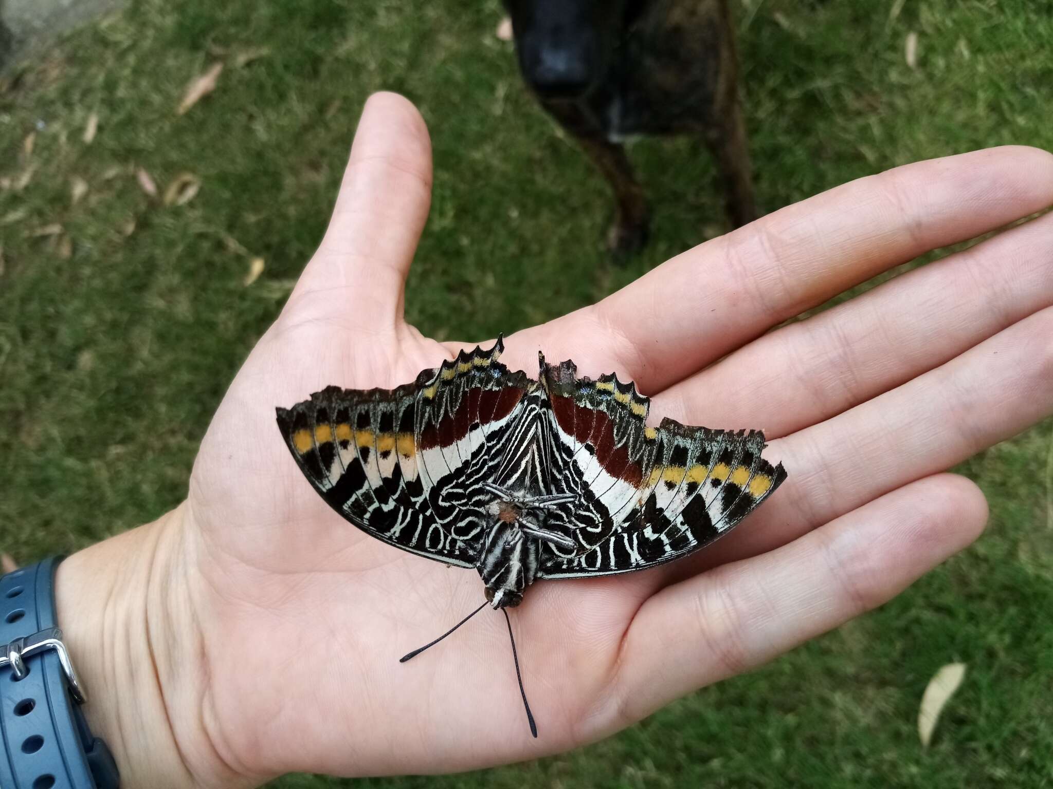 Imagem de Charaxes castor