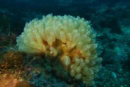 Image of football ascidian