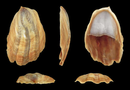 Image of onyx slippersnail