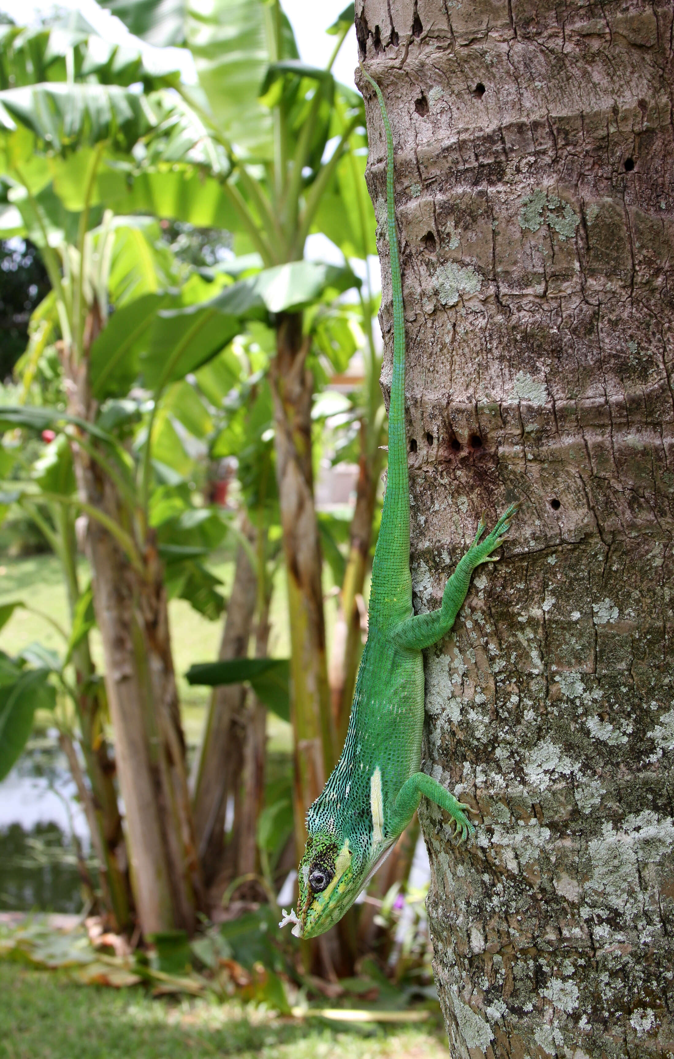 Image of Cuban Giant Anole