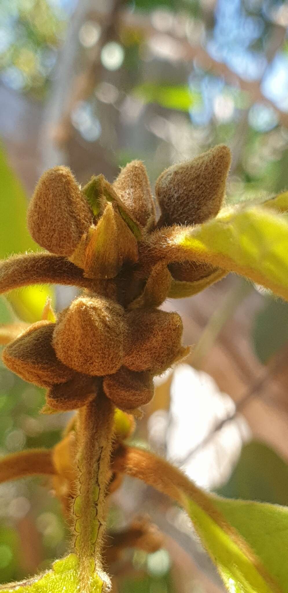 Image of Hugonia brewerioides Baker