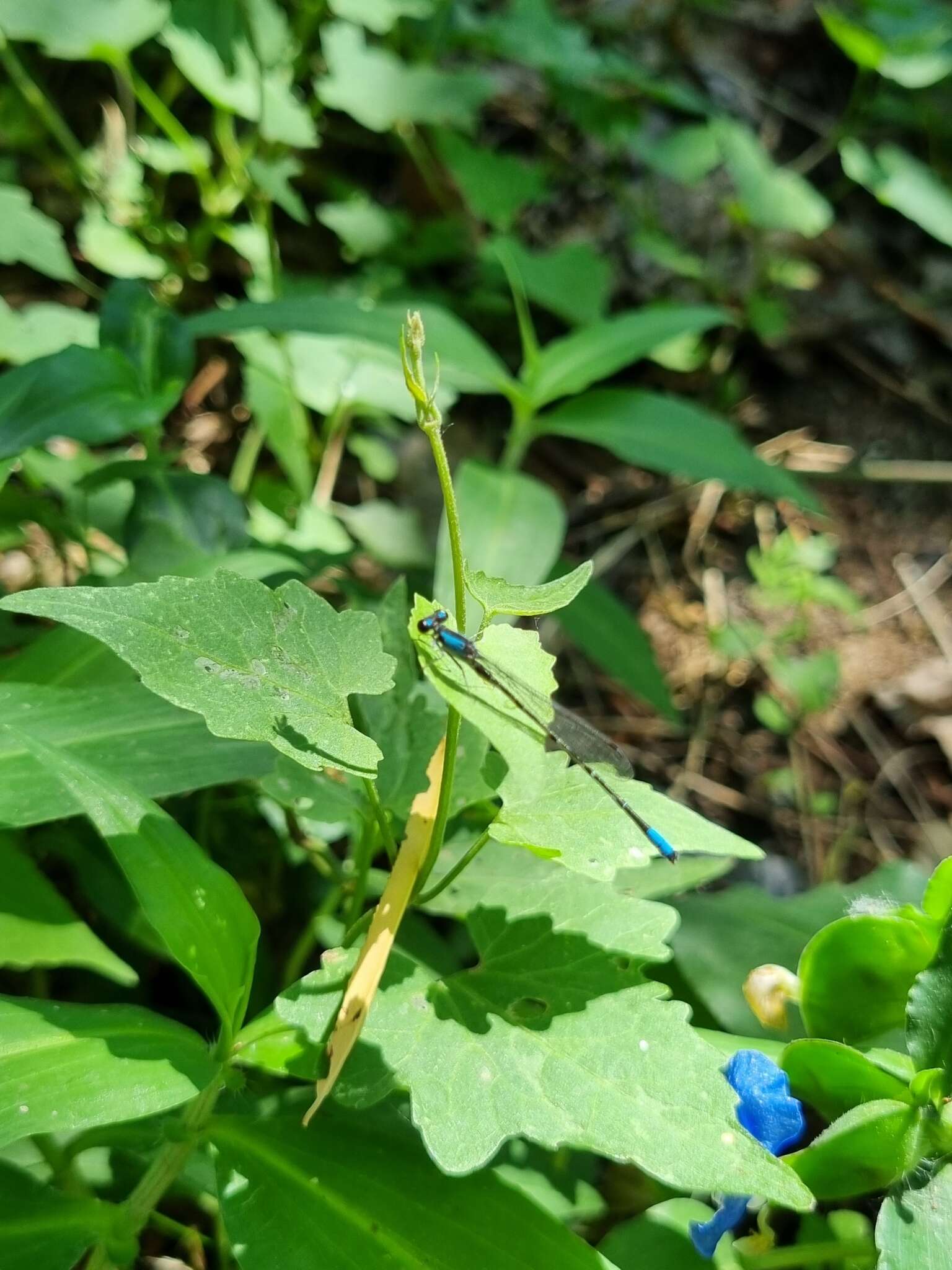 Image of Oxyagrion ablutum (Calvert 1909)