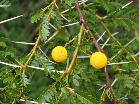 Plancia ëd Vachellia swazica (Burtt Davy) Kyal. & Boatwr.