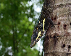 Image of Cuban Giant Anole