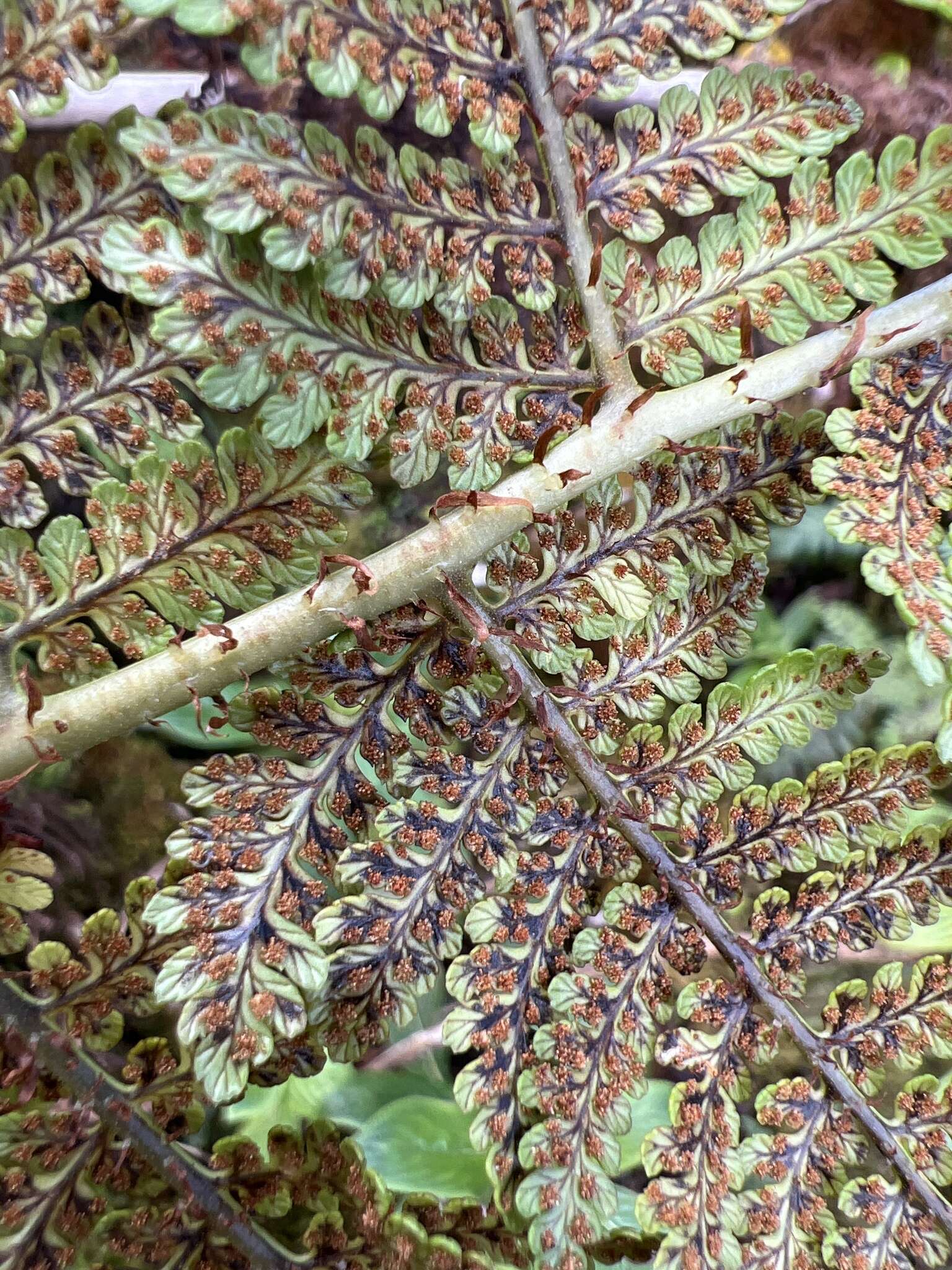 Plancia ëd Dryopteris unidentata (Hook. & Arn.) C. Chr.