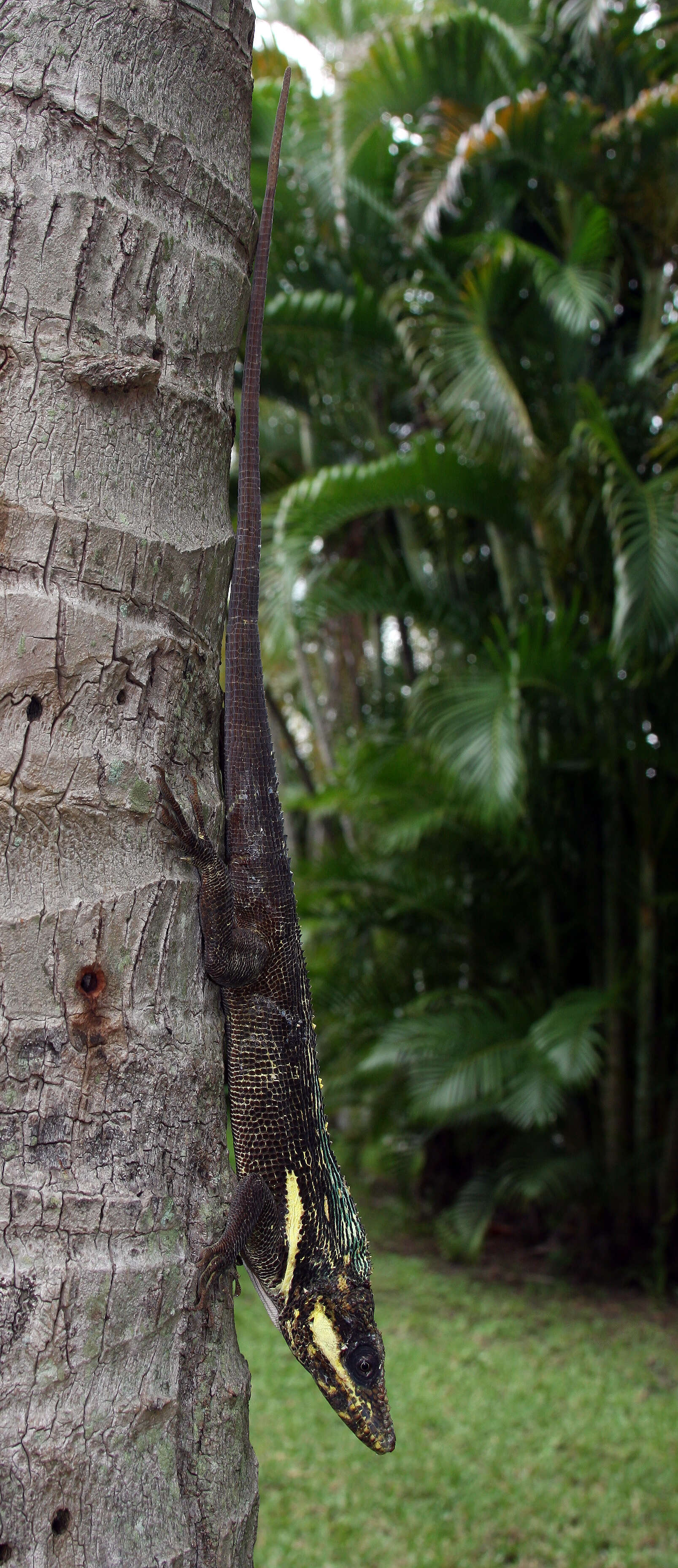 Image of Cuban Giant Anole