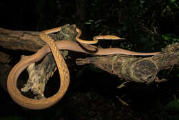 Image of Asian Vine Snake