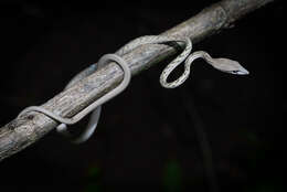 Image of Asian Vine Snake