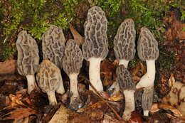 Image of Morchella diminutiva M. Kuo, Dewsbury, Moncalvo & S. L. Stephenson 2013