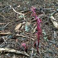 Image of Pacific coralroot