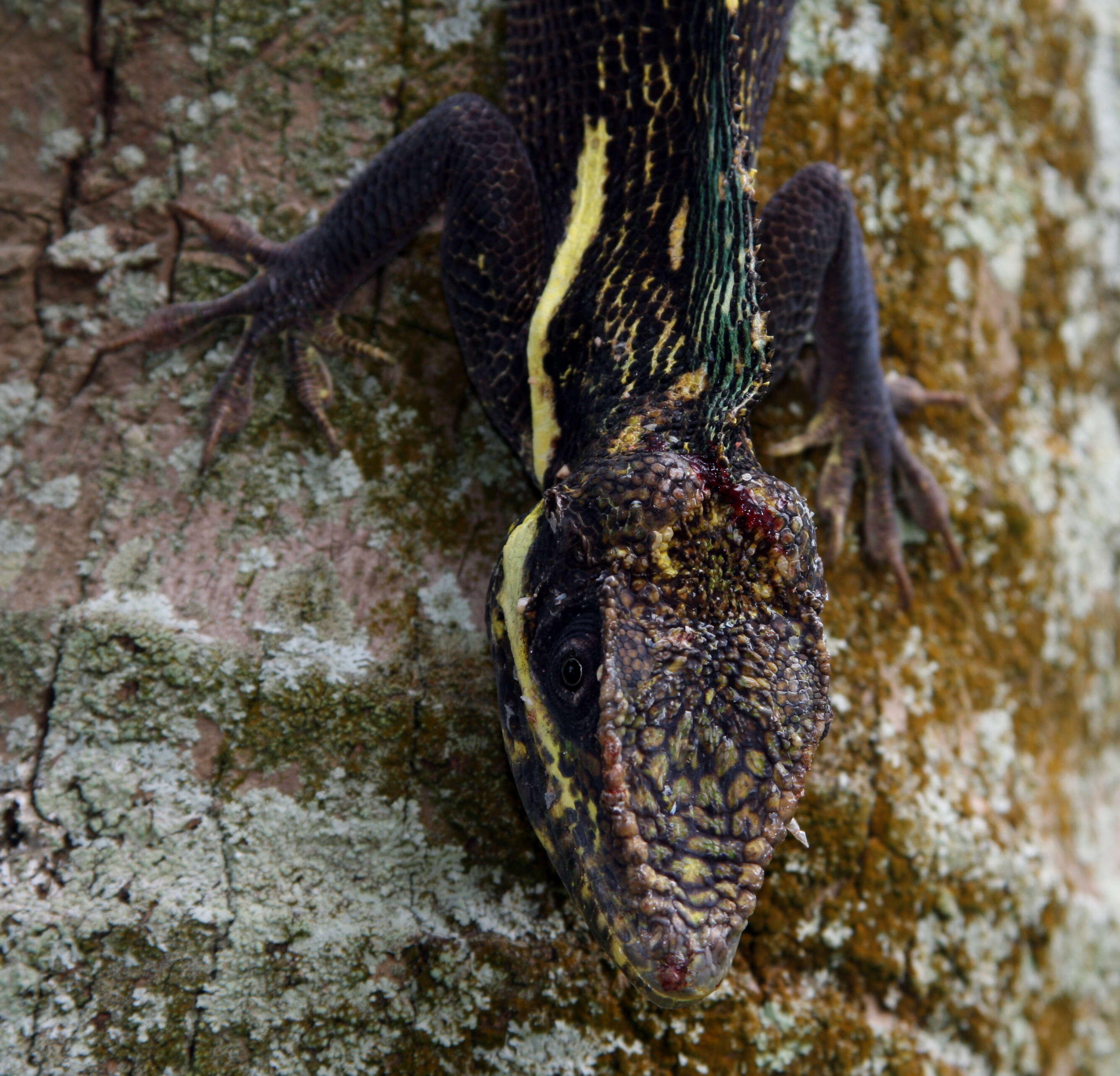 Image of Cuban Giant Anole