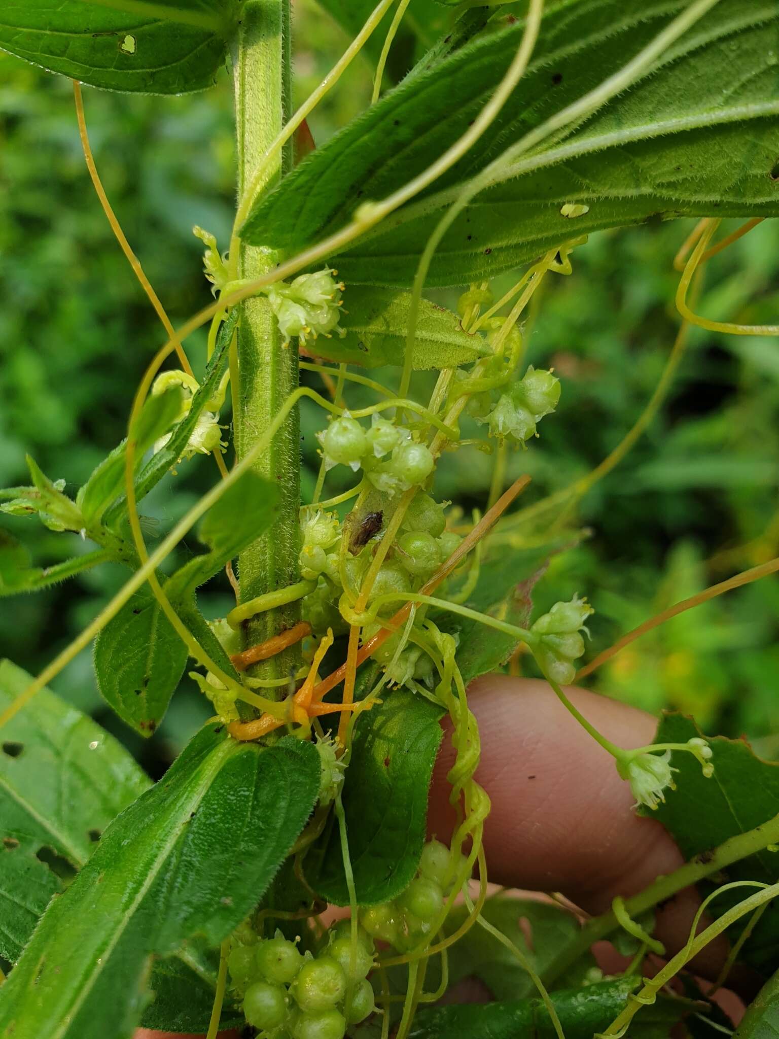 Image of smartweed dodder